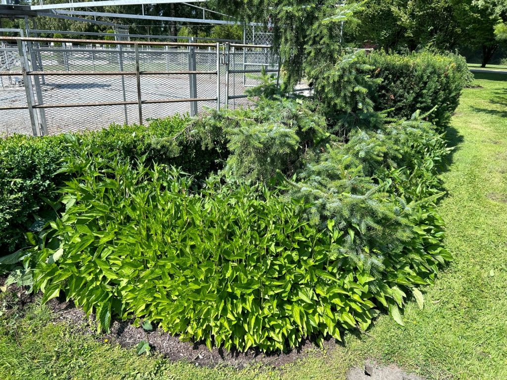 a green bush in the middle of a fenced in area