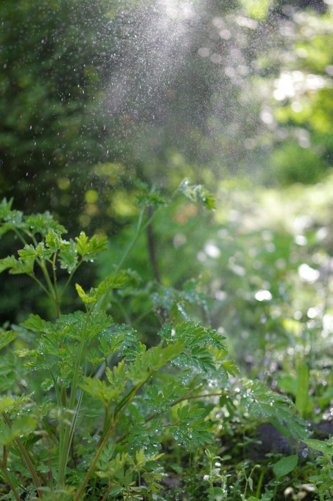 a sprinkle is spraying water on a plant