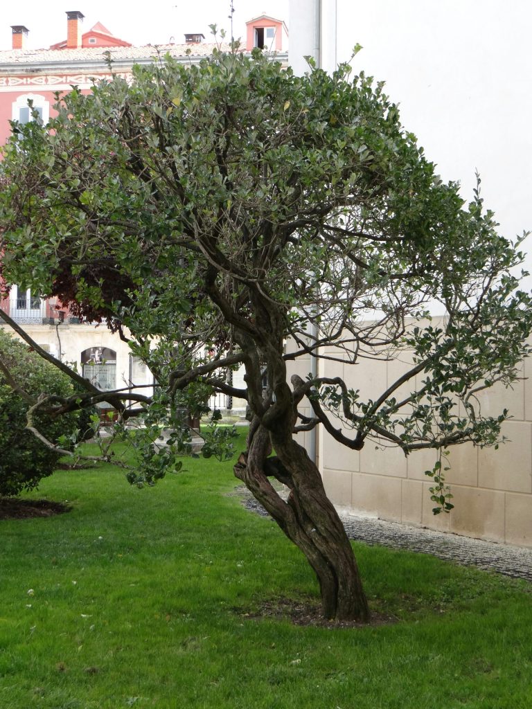 a tree in a grassy area next to a building
