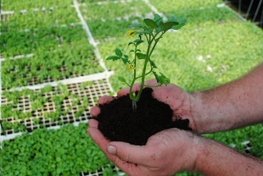 a person holding a plant in their hands