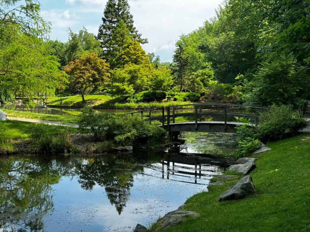 A pond in a park with a bridge over it